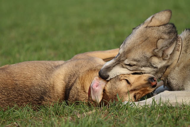 小狗 哺乳动物 优先级顺序 - 上的免费照片