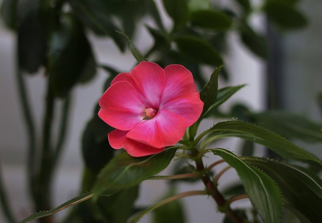 福禄考 花 花卉 - 上的免费照片