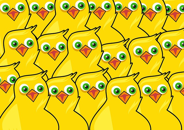 动物 鸟类 小鸡 - 上的免费图片