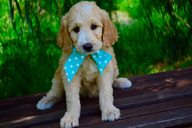 Goldendoodle 小狗 二 - 上的免费照片