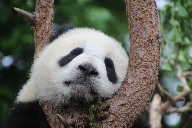 动物 熊猫 哺乳动物 - 上的免费照片