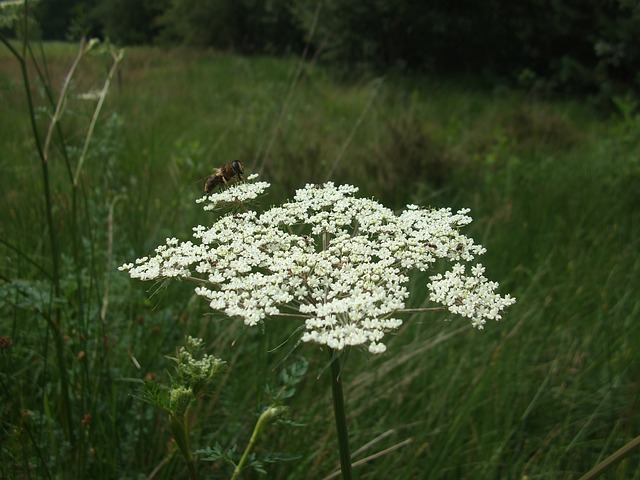 花 蜜蜂 户外的 - 上的免费照片