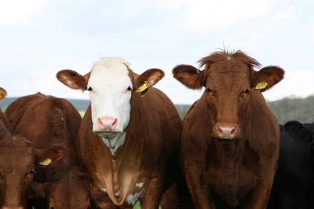 奶牛 牛 动物 - 上的免费照片