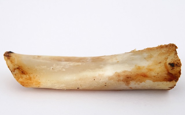 T骨软骨 脆骨 动物 - 上的免费照片