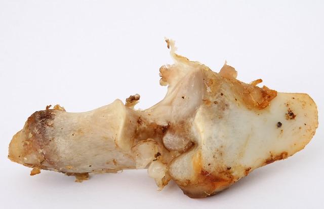 T骨软骨 动物 牛肉 - 上的免费照片