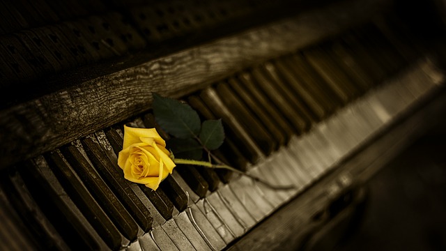 钢琴 玫瑰 黄玫瑰 - 上的免费照片