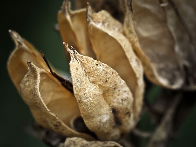 绣球花 叶子 褪色 - 上的免费照片
