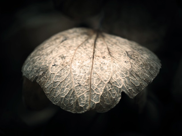 绣球花 叶子 褪色 - 上的免费照片
