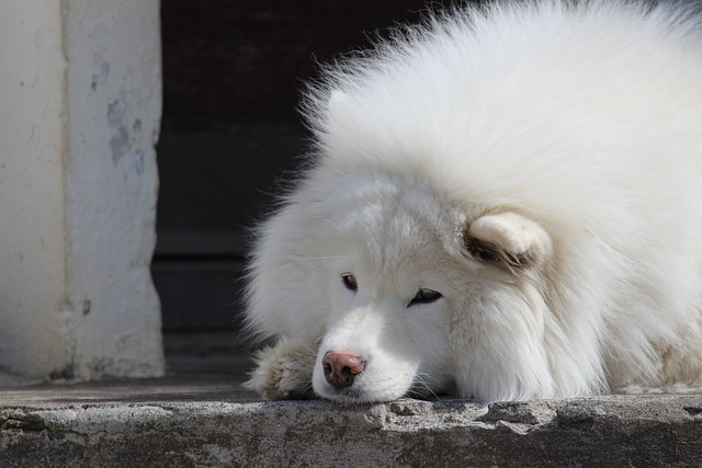 这只狗 狗 犬类 - 上的免费照片