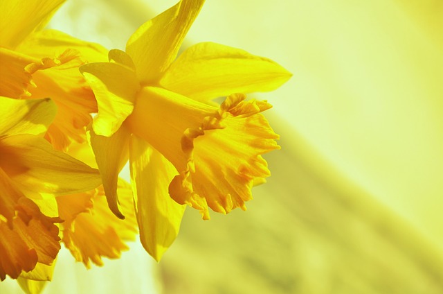 水仙花 复活节的钟声 黄色 - 上的免费照片