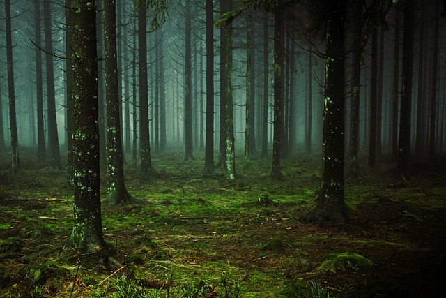 森林 树木 多雾路段 - 上的免费照片