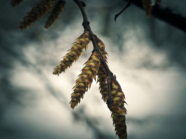 雪 花 冬天 - 上的免费照片