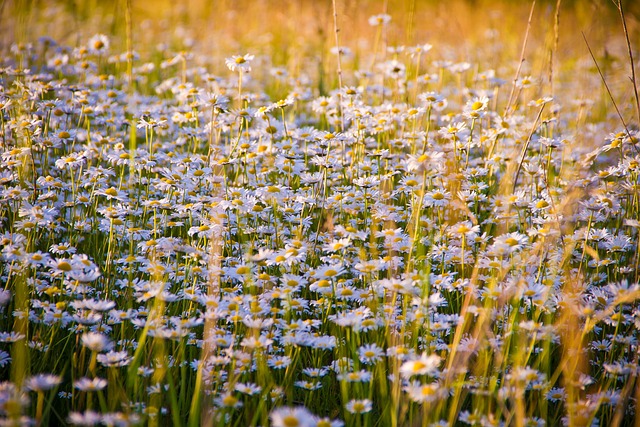 洋甘菊 花朵 原野 - 上的免费照片