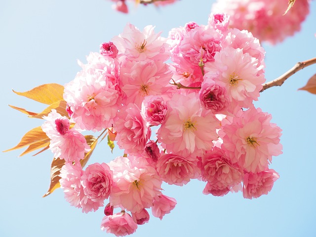 樱花 日本樱花 闻 - 上的免费照片