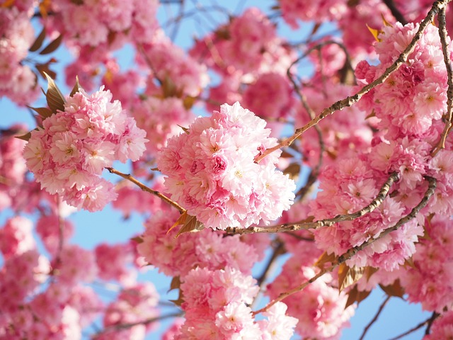 樱花 花朵 分行 - 上的免费照片