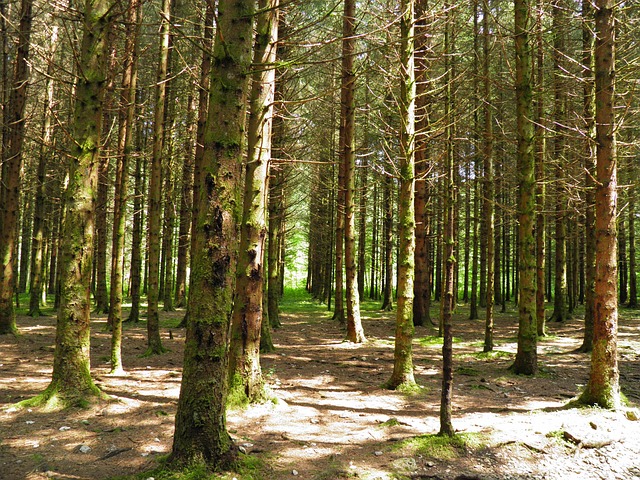 森林 树木 发誓 - 上的免费照片