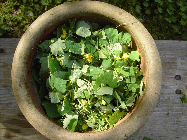 更多 Celandine 植物 黄色 - 上的免费照片
