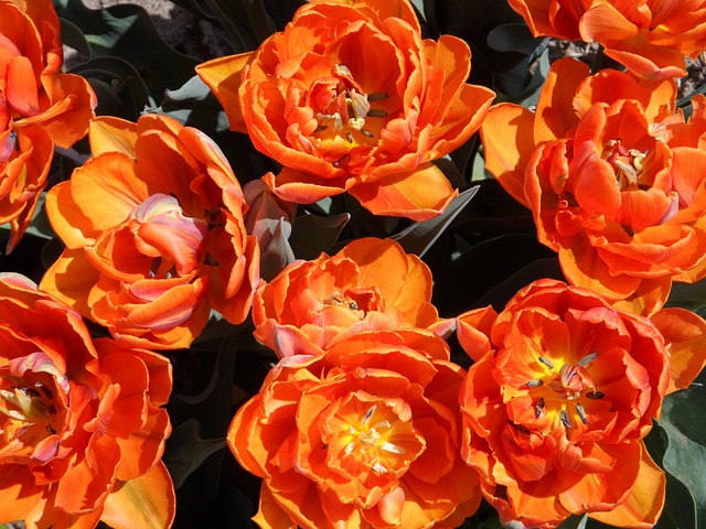 郁金香 填充 橙色的 - 上的免费照片