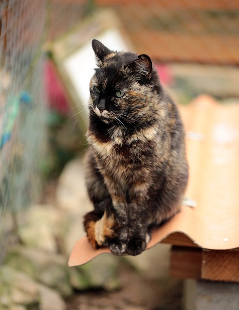 家畜 屁 宠物 - 上的免费照片