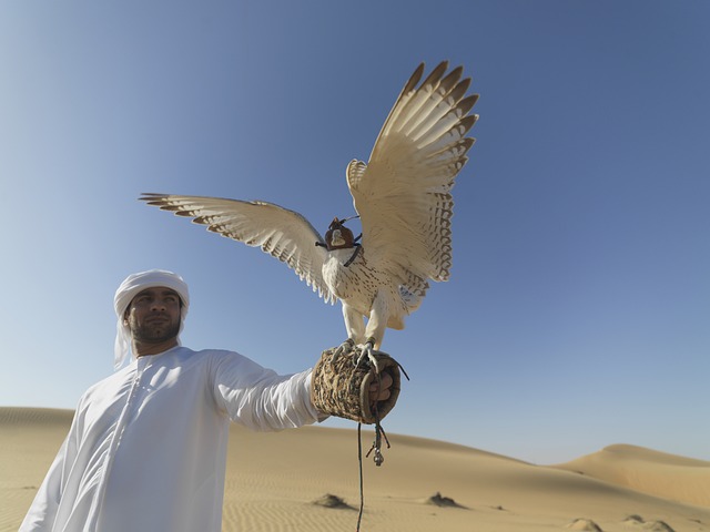 鹘 阿拉伯联合酋长国 沙漠 - 上的免费照片