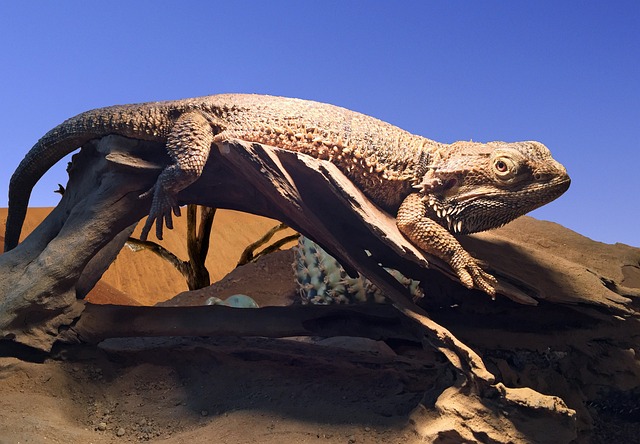胡子的龙 波戈纳 Pogona Vitticeps - 上的免费照片