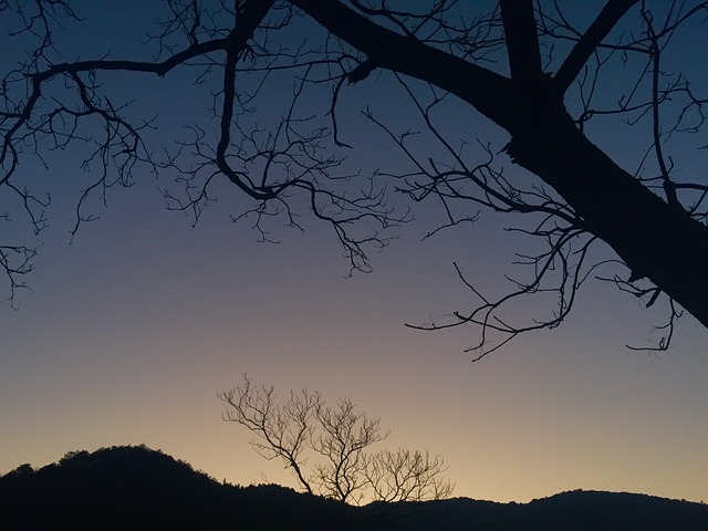 黄昏 老树 枯枝 - 上的免费照片