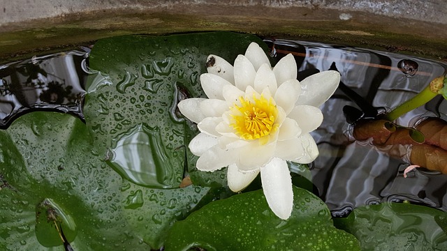 乘员 水生植物 哈达姆 - 上的免费照片