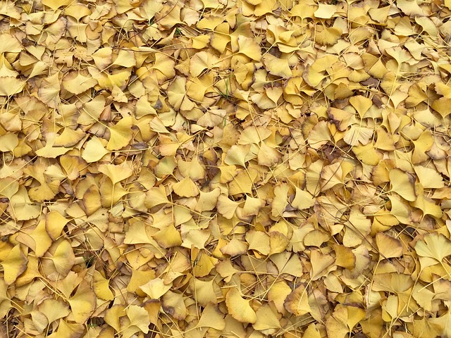 树叶 黄色 落下 - 上的免费照片