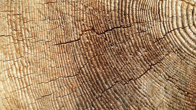 发票 横截面 木头 - 上的免费照片