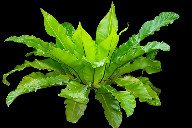 Kadaka 树叶 蕨类 - 上的免费照片