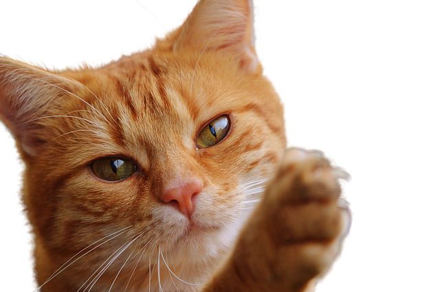 猫 孤立 猫科动物 - 上的免费照片