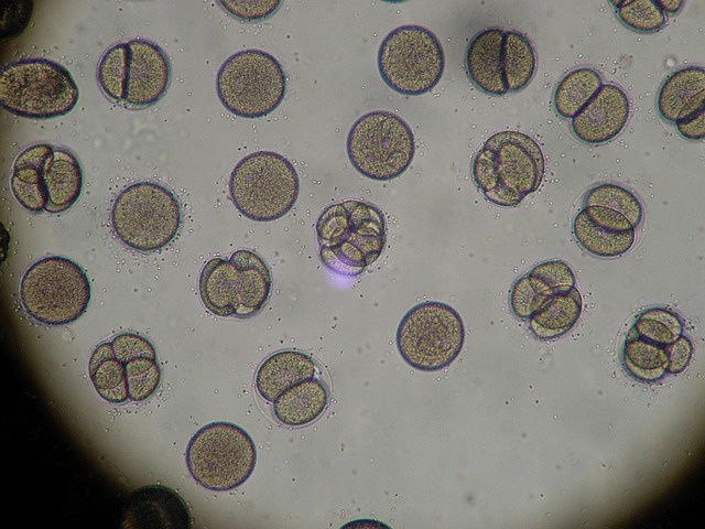 显微镜 海胆 鸡蛋分裂 - 上的免费照片