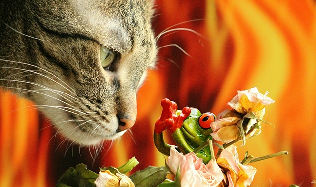 猫 潜伏 青蛙 - 上的免费照片