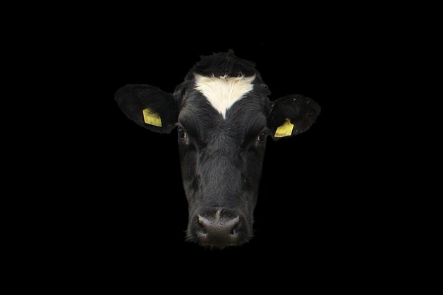 奶牛 牛脸 牛肖像 - 上的免费照片