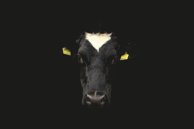奶牛 牛脸 牛肖像 - 上的免费照片
