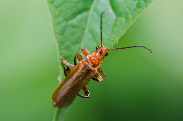 胸部 甲虫，昆虫 植物 - 上的免费照片