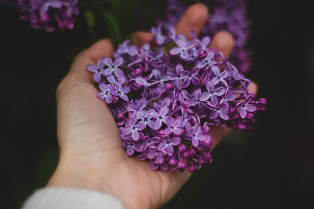 手 花朵 紫色 - 上的免费照片