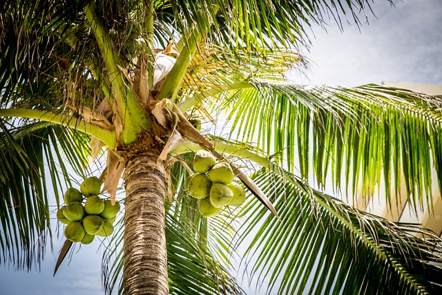 树 棕榈 椰子 - 上的免费照片