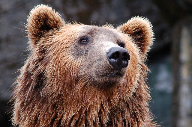 熊 头 棕色 - 上的免费照片