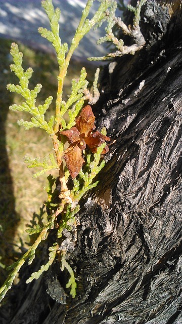 离开 益处 松树 - 上的免费照片