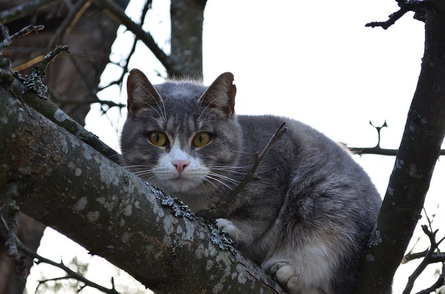 猫 树上的猫 分支 - 上的免费照片