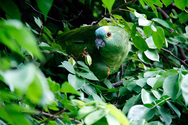 绿色 鹦鹉 树叶 - 上的免费照片