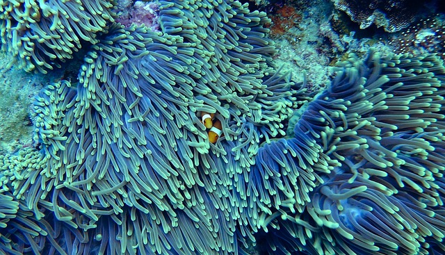 水 珊瑚 水下 - 上的免费照片