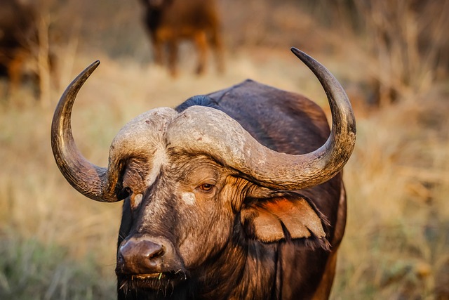 非洲水牛 动物 野生动物 - 上的免费照片