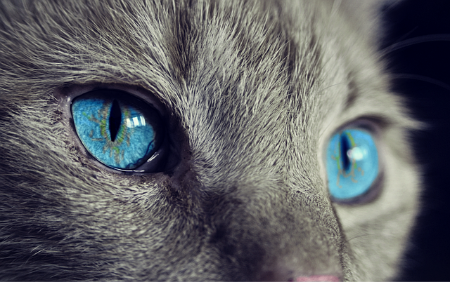猫 猫的眼睛 蓝眼睛 - 上的免费照片