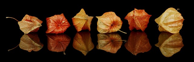 秋季装饰品 秋季装饰 秋季 - 上的免费照片