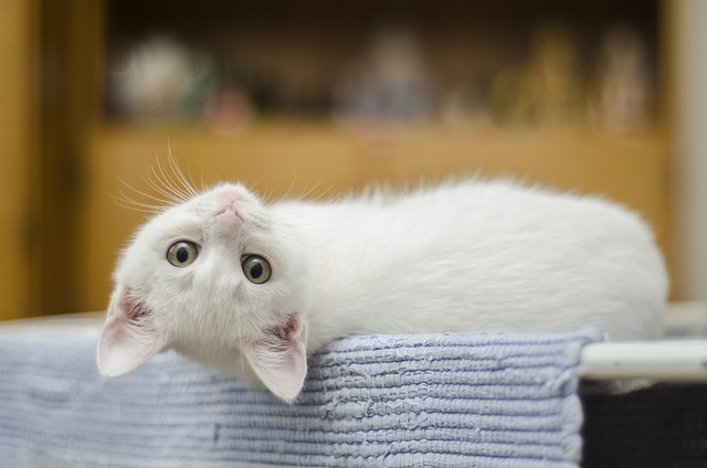 小猫 白色的 猫 - 上的免费照片