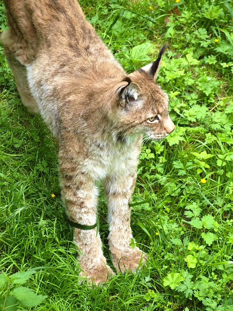 猞猁 野生动物 野猫 - 上的免费照片
