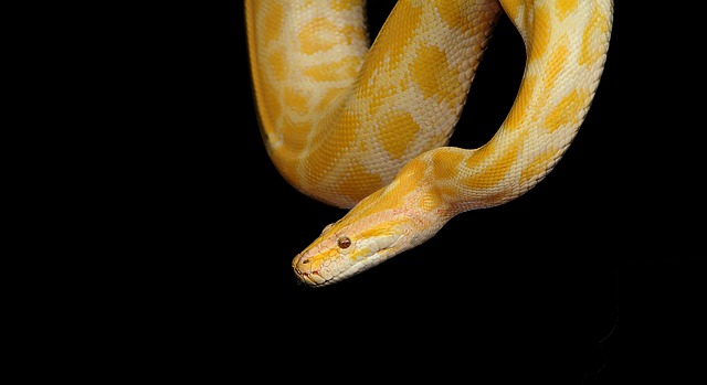 蛇 Python 黄色蟒蛇 - 上的免费照片