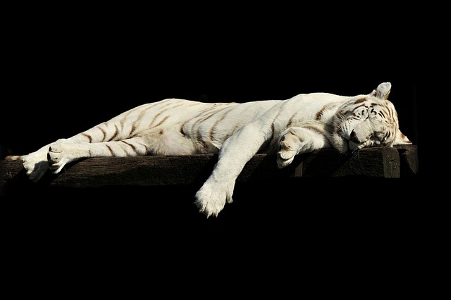 老虎 白色的老虎 睡着了 - 上的免费照片